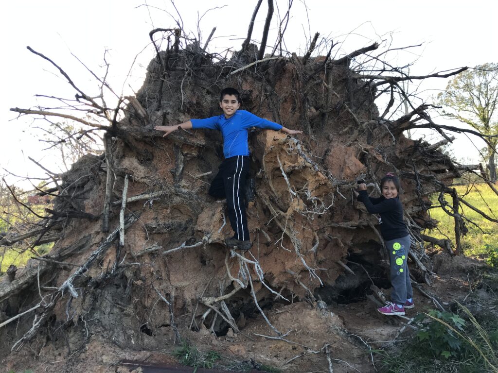 Tree stump